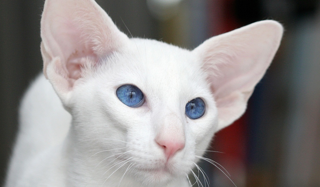 Голубоглазый форин вайт