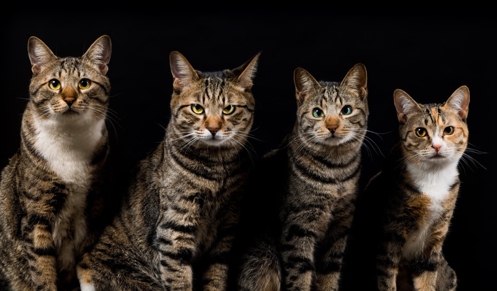 Четыре красивых кота