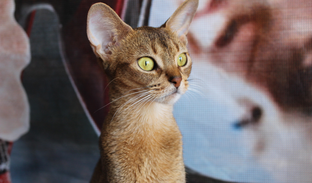 Забавный котенок абиссинки