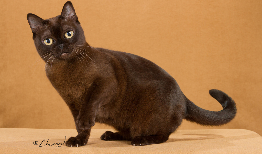 Забавная бурманская кошка