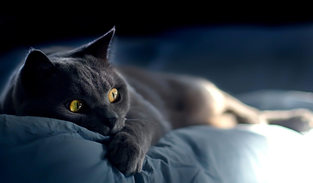 Забавная русская голубая кошка