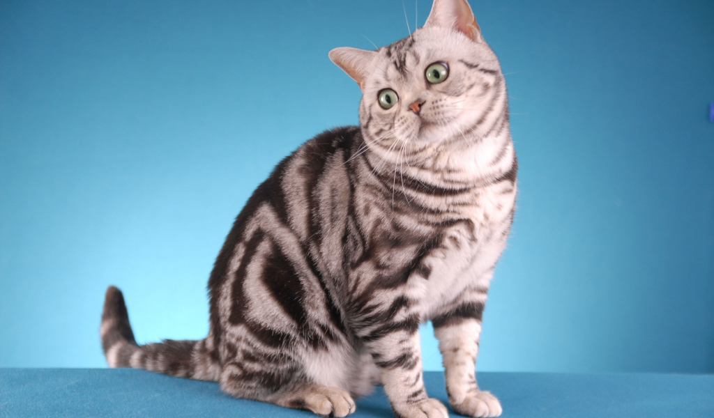 Забавная американская короткошерстная кошка