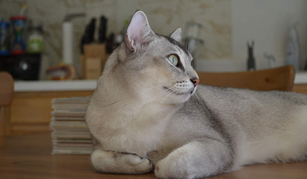 Забавная кошка бурмилла