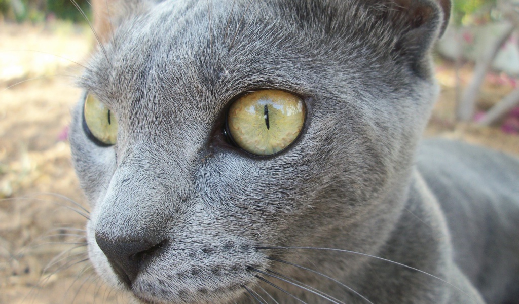 Забавный кот корат