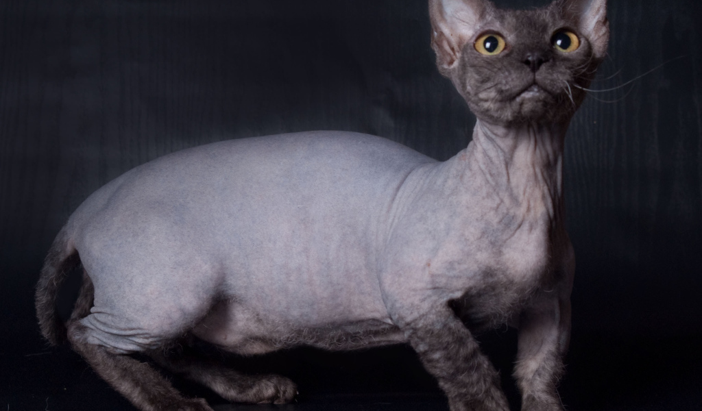 Забавный кот минскин