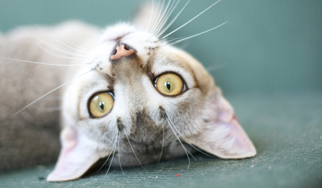 Забавная сингапурская кошка