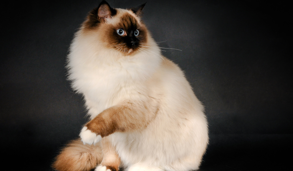 Забавная кошка рэгдолл