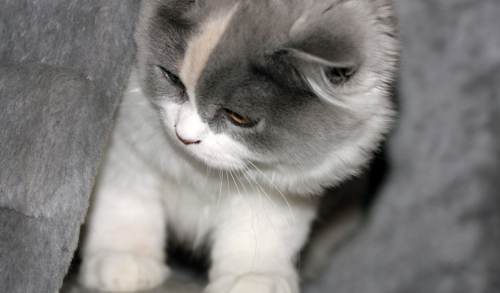 Забавный котенок британской длинношерстной кошки