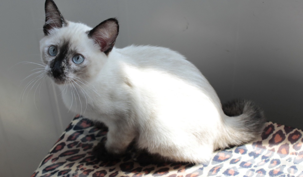 Забавный котенок меконгский бобтейл