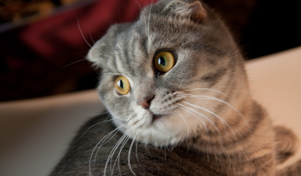 Забавная шотландская кошка