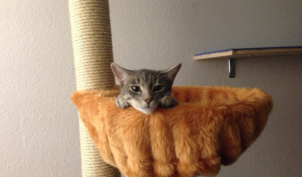 Немецкий рекс в корзине