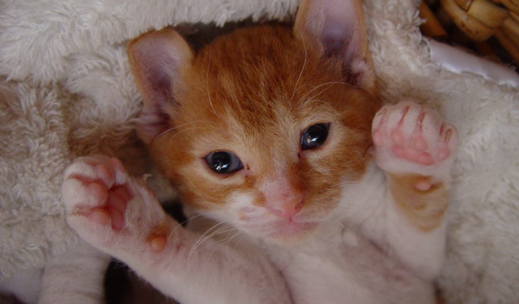 Котенок немецкий рекс