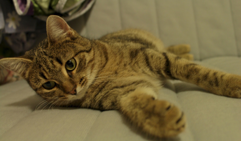 Рыжая европейская короткошерстная кошка