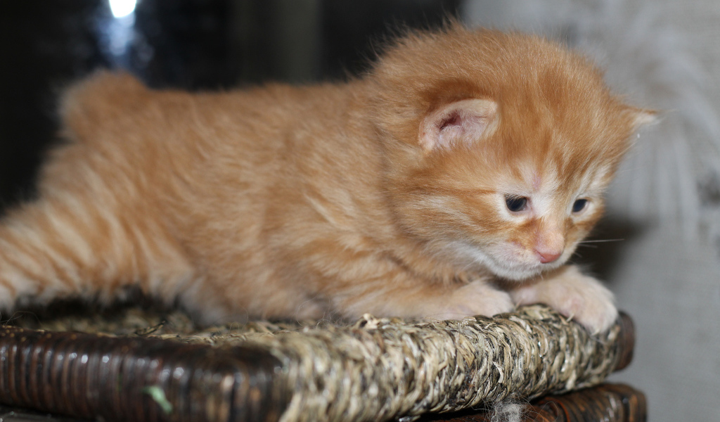Рыжий котенок американский бобтейл