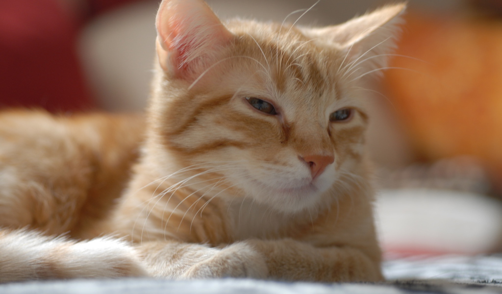 Рыжий котенок европейской короткошерстной кошки