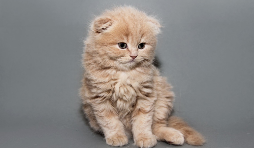 Рыжий котенок шотландской кошки