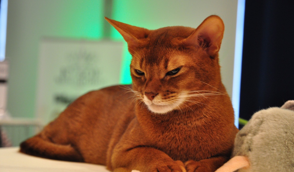 Хмурая абиссинская кошка