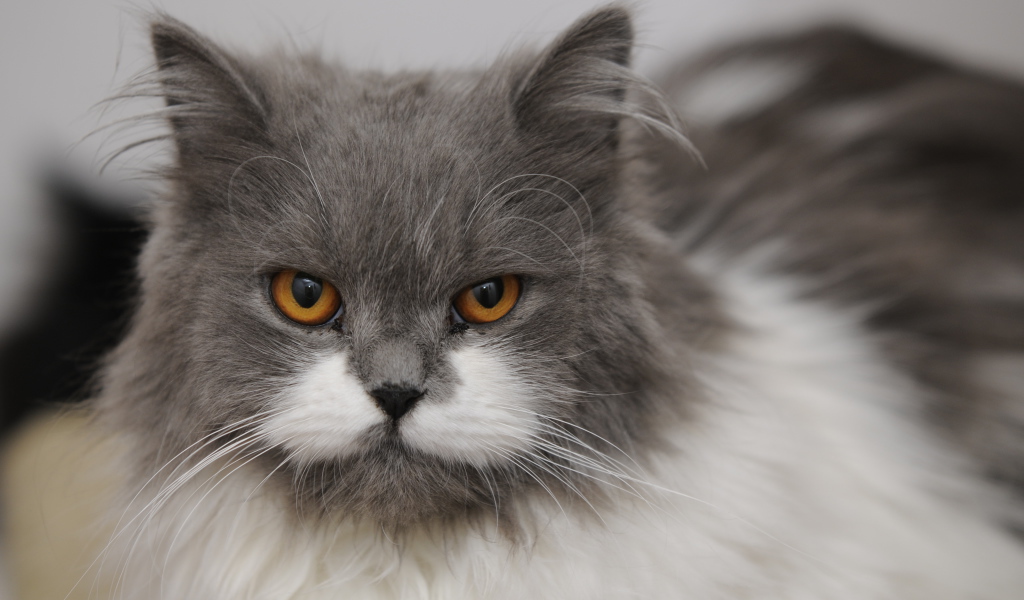 Хмурая британская длинношерстная кошка