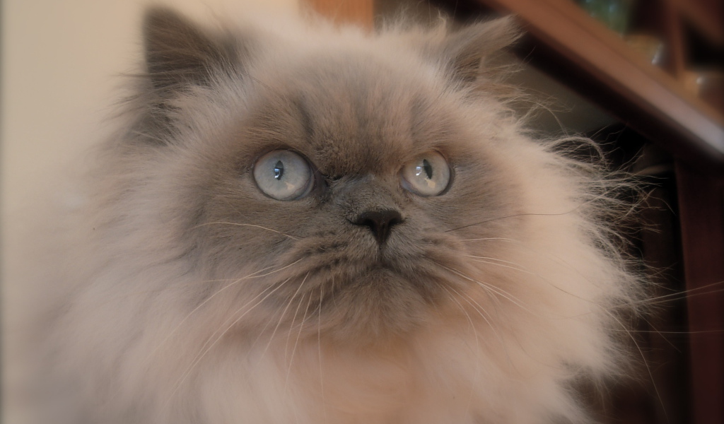 Хмурая гималайская кошка