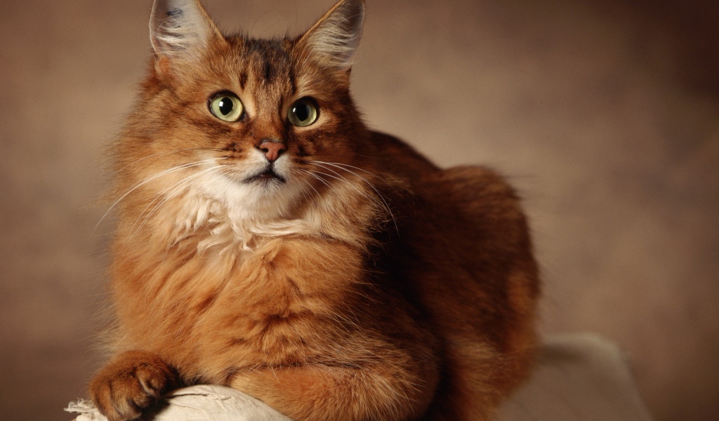 Великолепный сомалийский кот