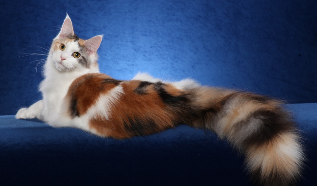 Bеликолепная кошка с роскошным хвостом