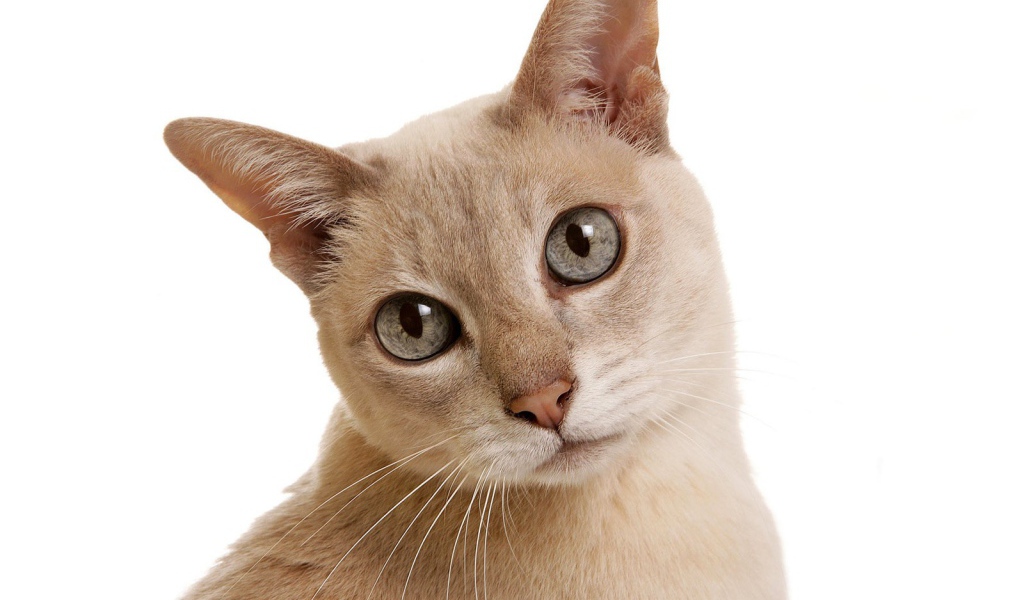 Gray-eyed Tonkinese cat