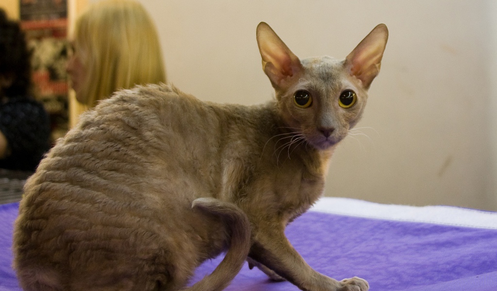 Серый корниш рекс