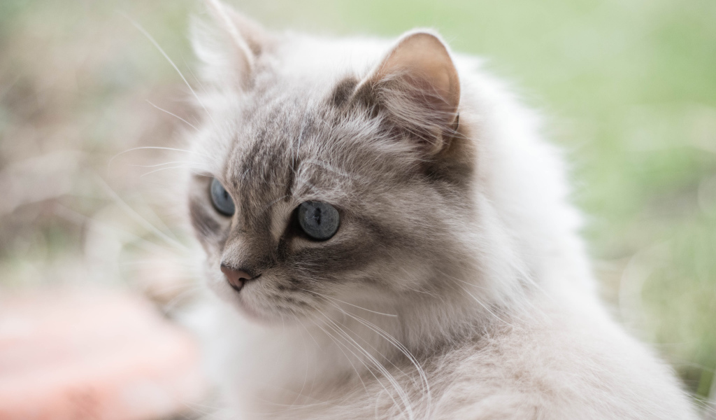 Серый кот рэгдолл