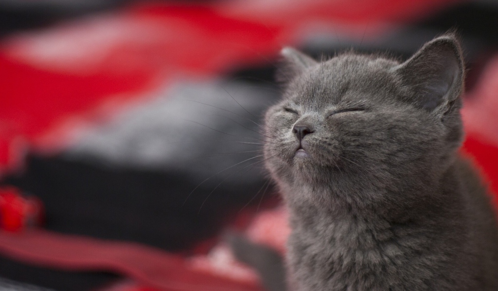 Серый котенок