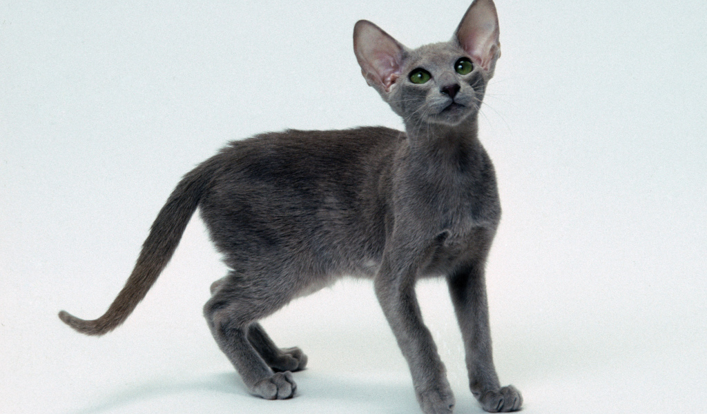 Серый котенок ориентальной короткошерстной кошки