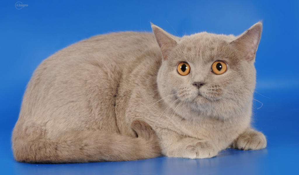 Серая шотландская кошка