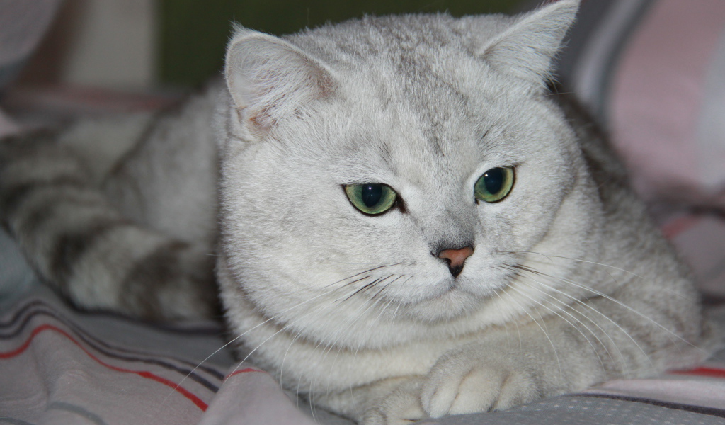 Зеленоглазая британская короткошерстная кошка