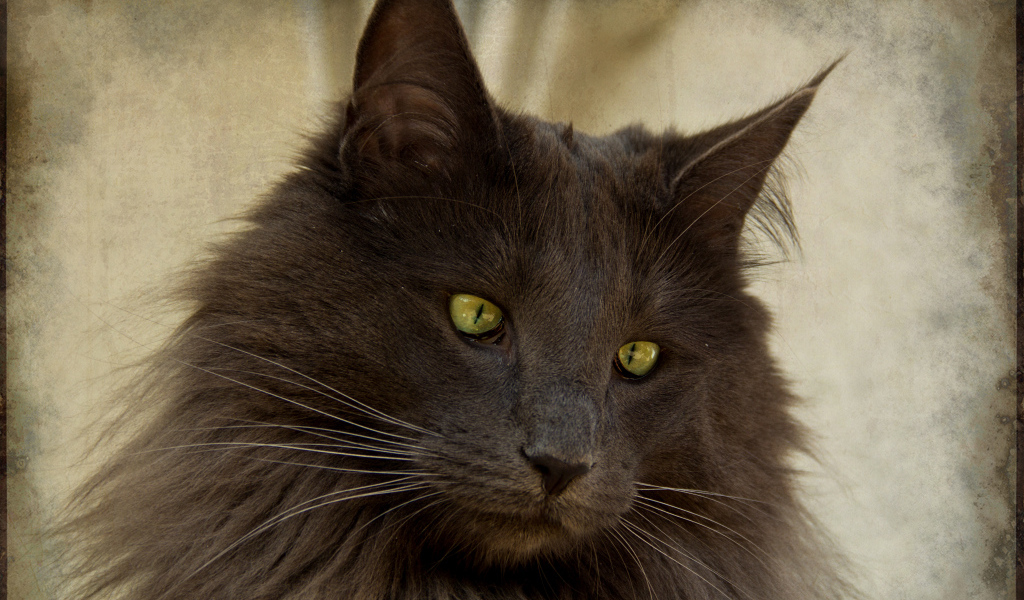 Зеленоглазая норвежская лесная кошка