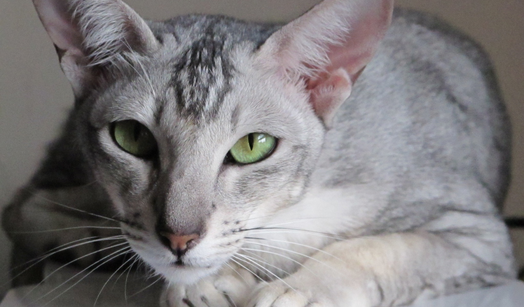 Зеленоглазая ориентальная короткошерстная кошка