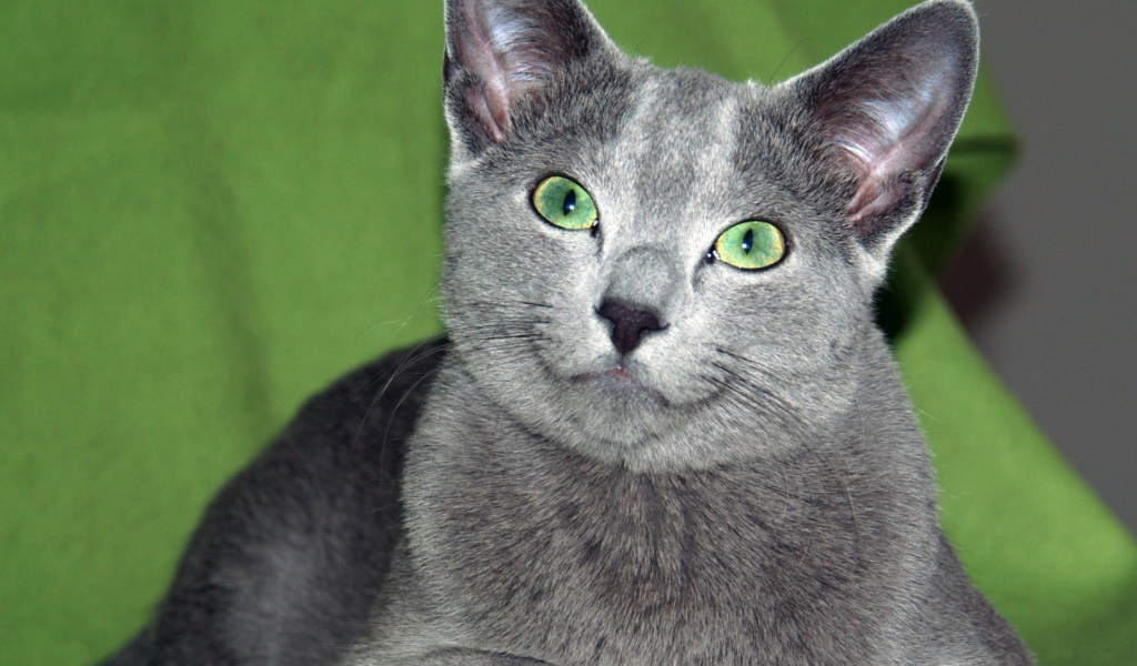 Зеленоглазая русская голубая кошка