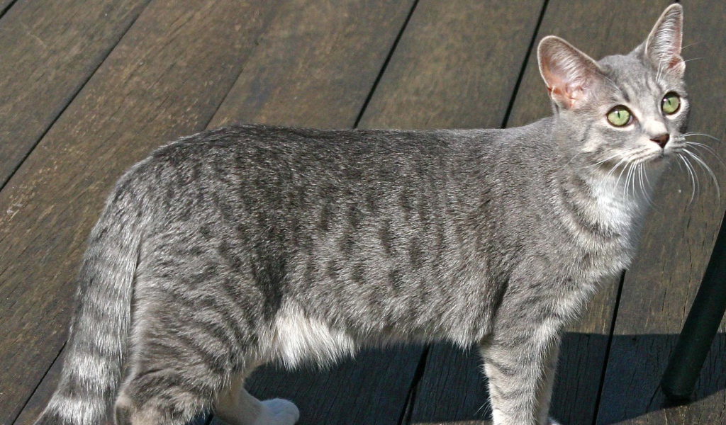 Серый аравийский мау