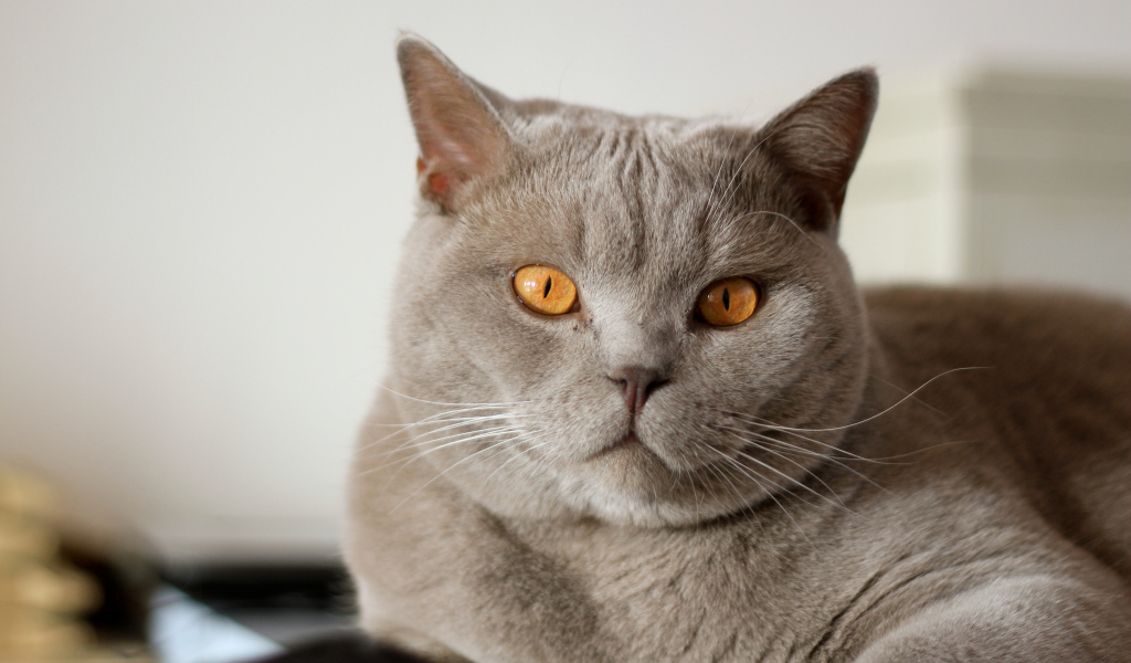 Серая британская короткошерстная кошка