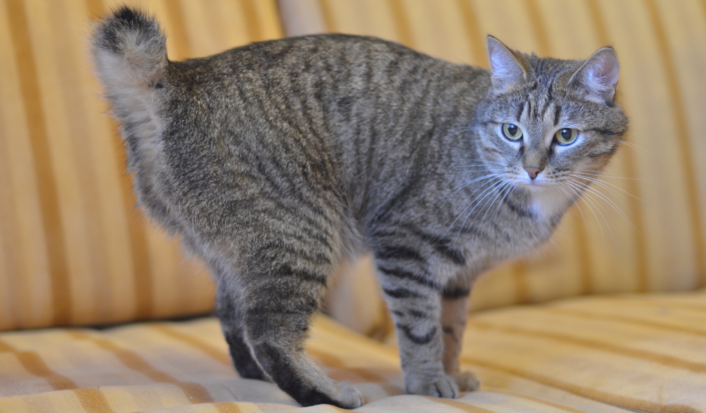 Серый курильский бобтейл на диване