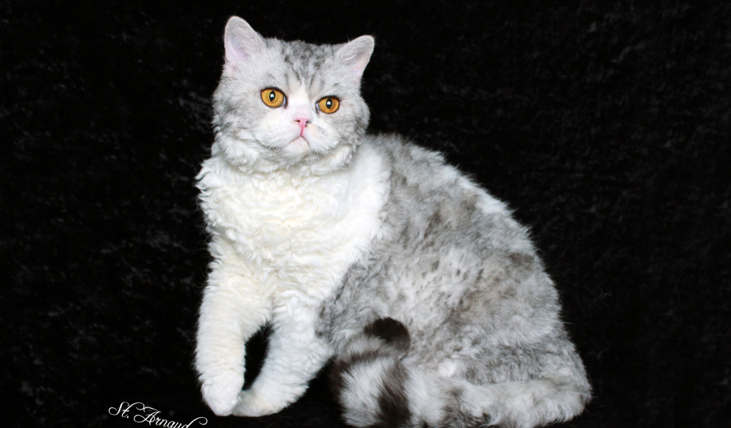 Серый селкирк рекс