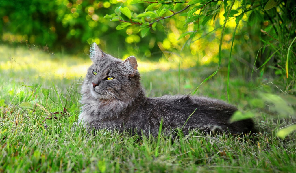 Серый кот лежит в траве