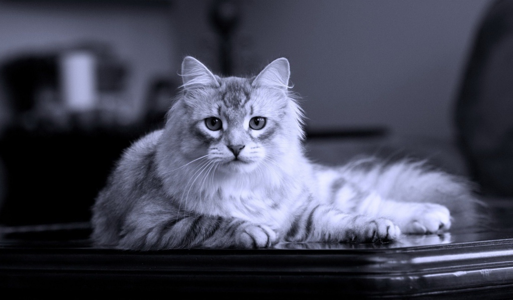 Серый кот на черном столе