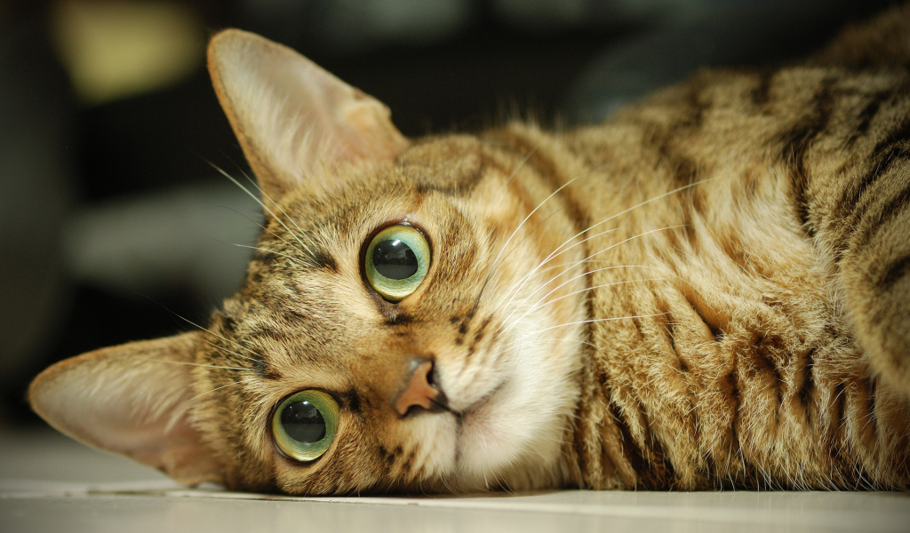 Серый кот с большими глазами