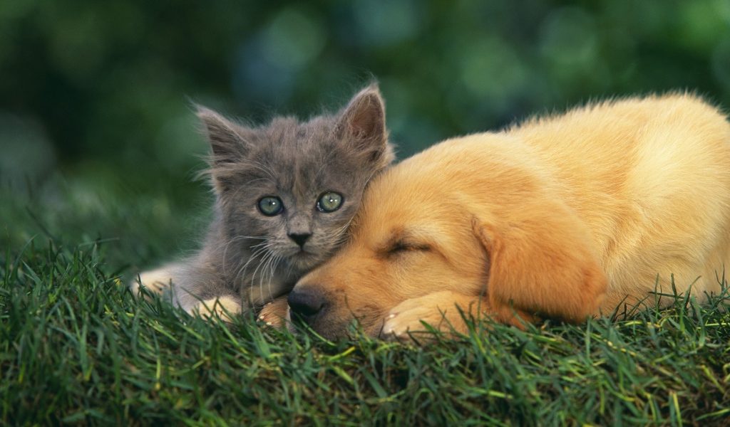 Серый котенок с собакой
