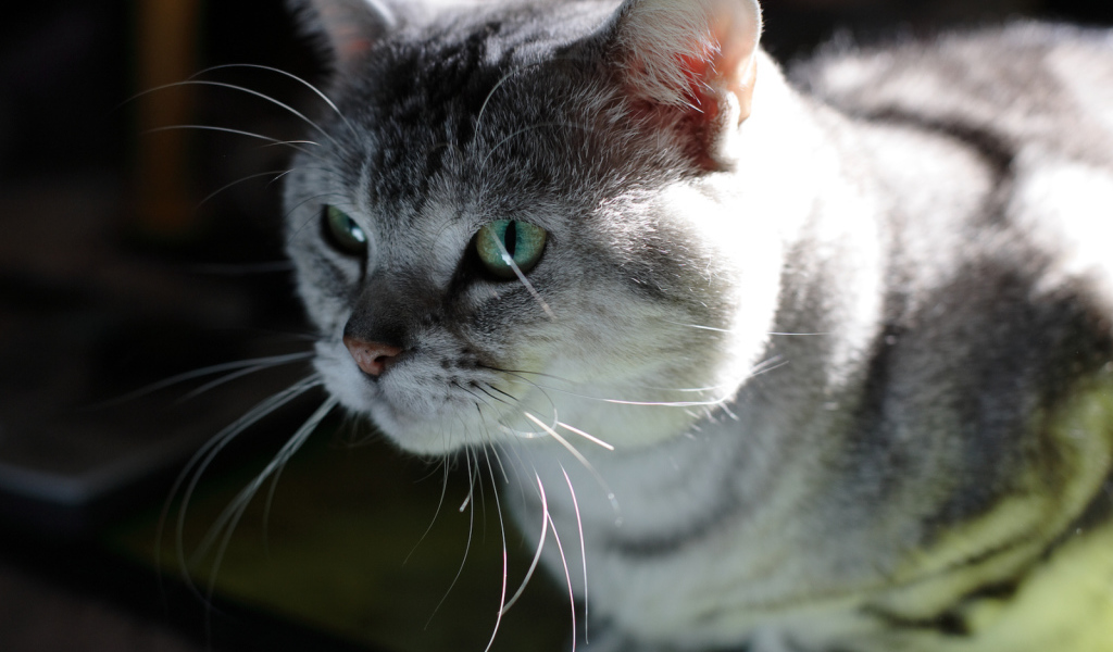 Серый усатый кот