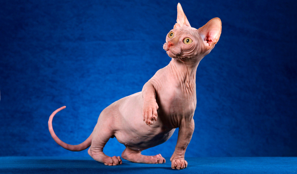 Безшерстный кот минскин