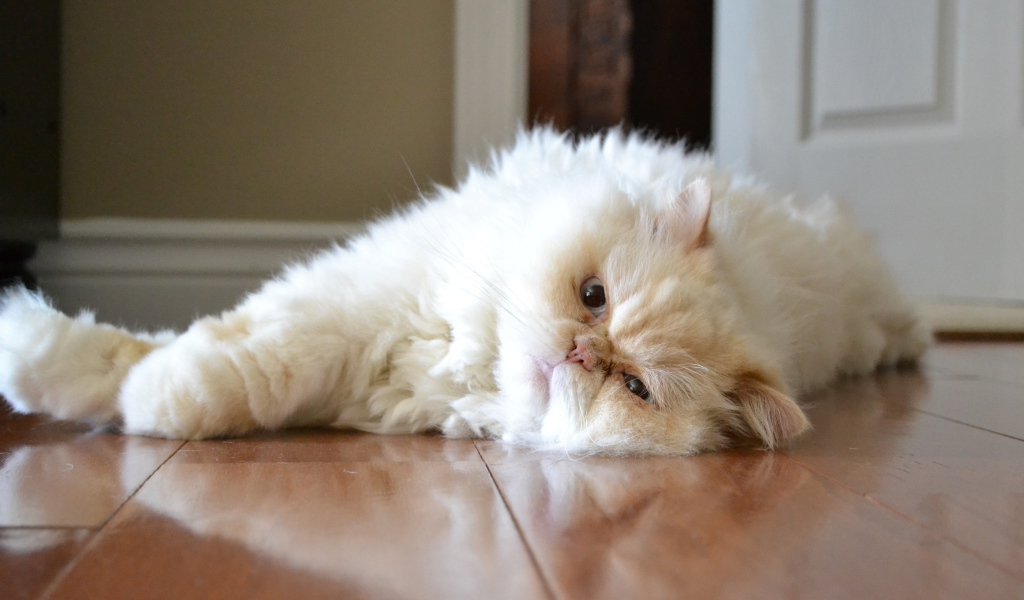 Гималайская кошка лежит на полу
