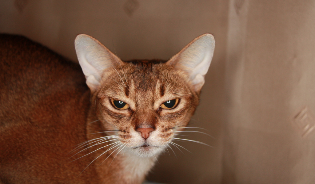 Домашняя абиссинская кошка