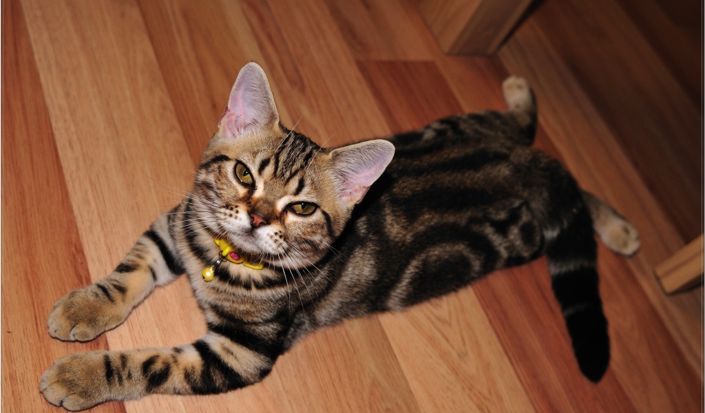 Домашняя американская короткошерстная кошка