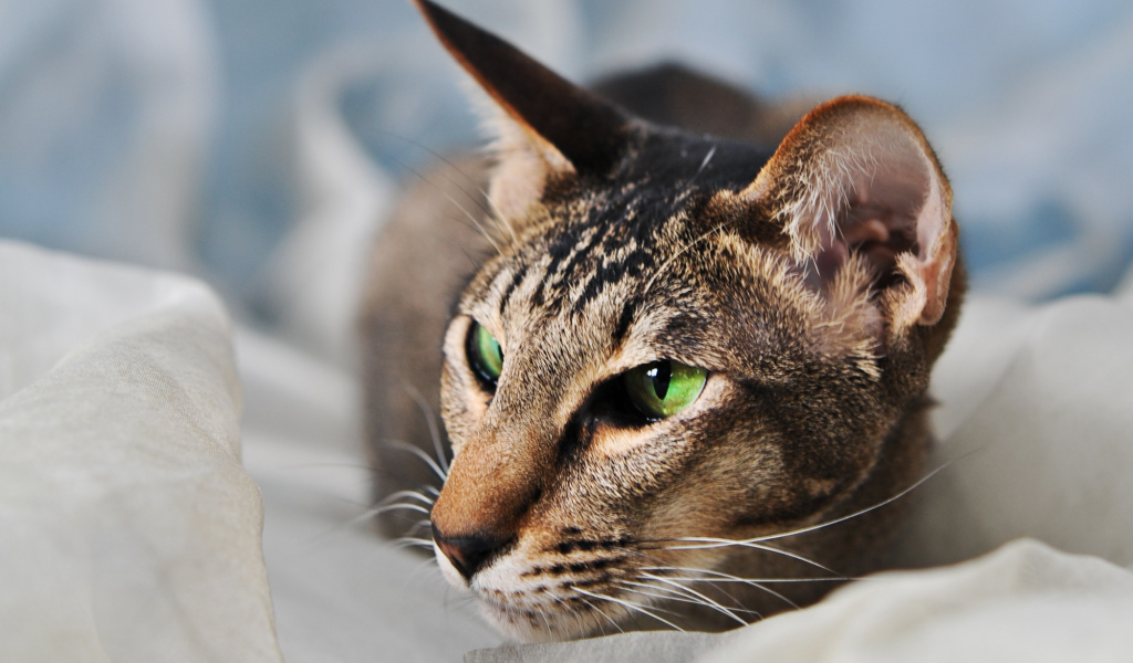 Домашняя ориентальная короткошерстная кошка