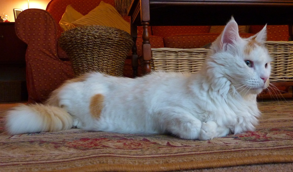 Домашний турецкий ван